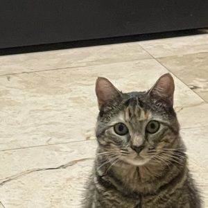 Meet your Posher, Fatimazep24@gmail.com